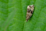 DSC_9959 (800x533)