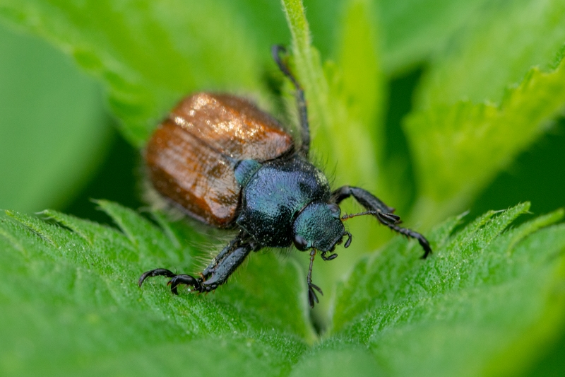 DSC_9962 (800x533)