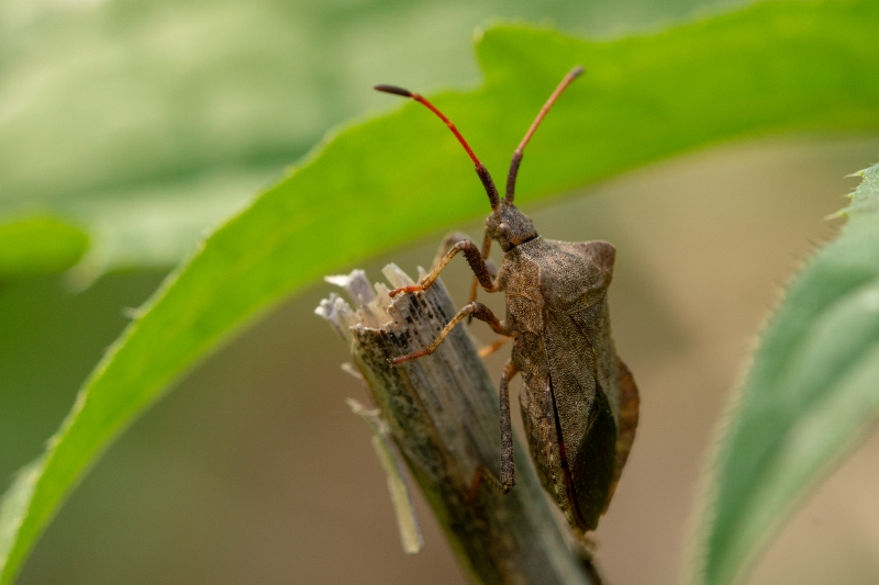 DSC_9964 (800x533)