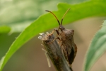 DSC_9964 (800x533)