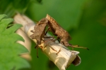 DSC_9969 (800x533)