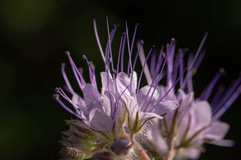 2019-06-03 2 (800x533)
