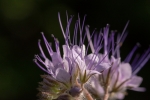 2019-06-03 2 (800x533)