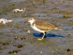 2016-05-03 Sanie, Radziądz, Jamnik, Rudy, Gąski
