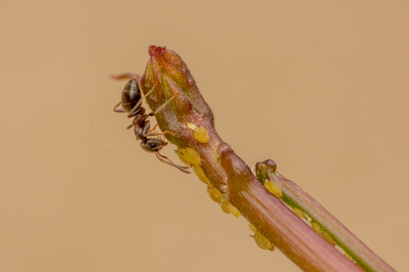 2019-06-16 29 (800x533)
