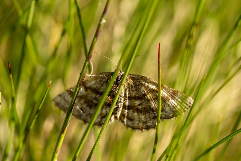 poproch pylinkowiak ♀