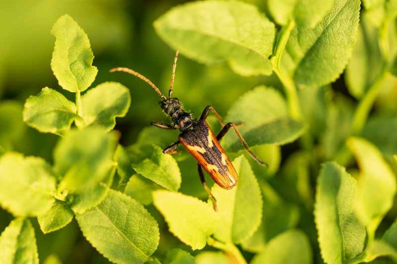 Rhagium bifasciatum