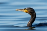 kormoran