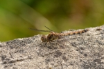 szablak późny ♀