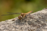 szablak późny ♀