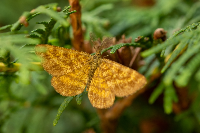 poproch pylinkowiak ♂