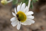 pszczolinka wiosenna