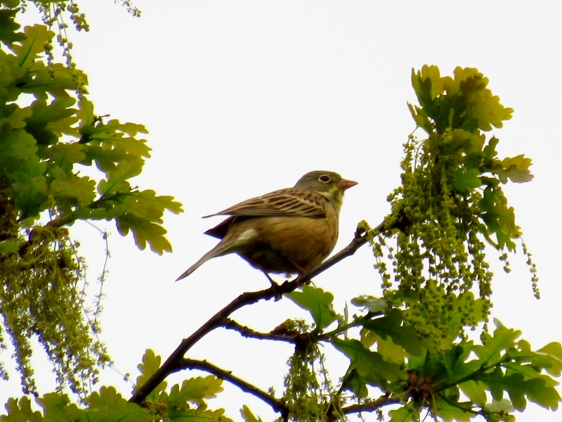 ortolan