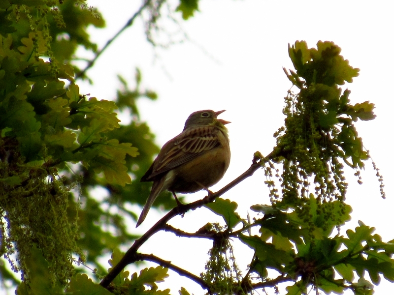 ortolan