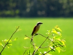 2016-05-22 Raków