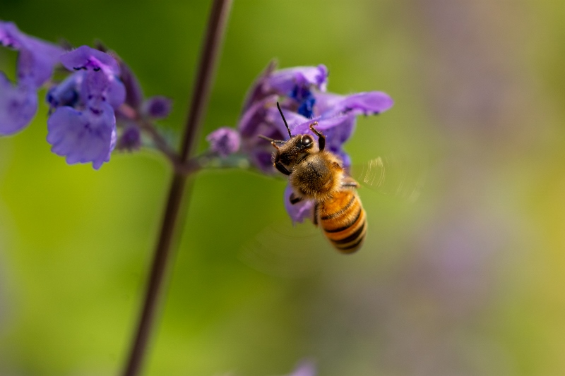 20210606-10 (800x533)