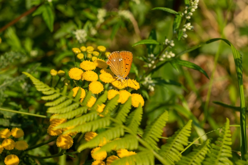 20200808 27 (800x533)