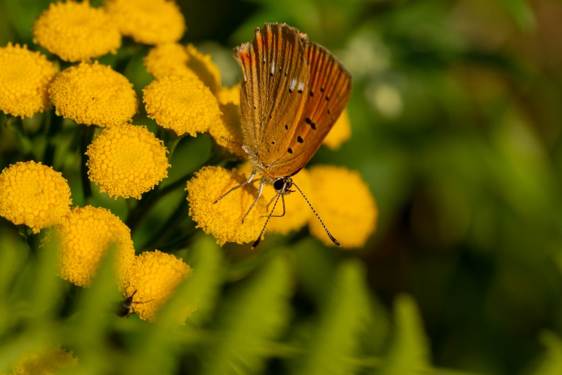 20200808 28 (800x533)