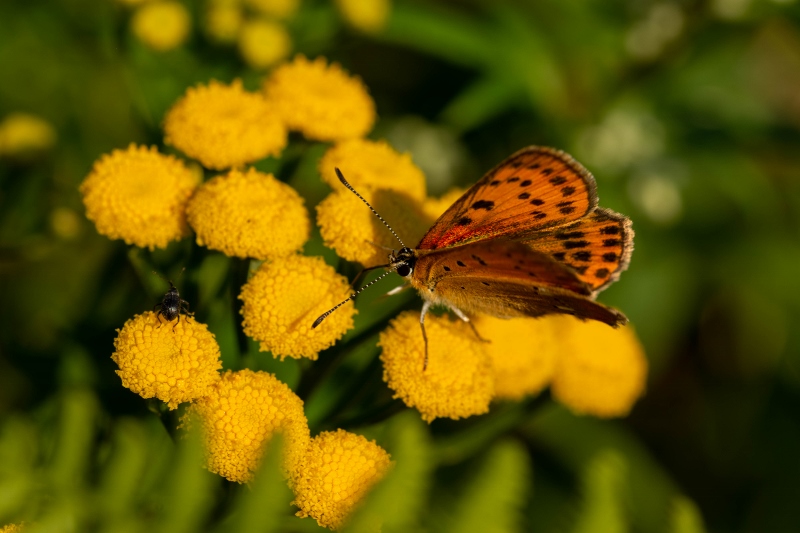 20200808 32 (800x533)