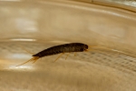 rybiki