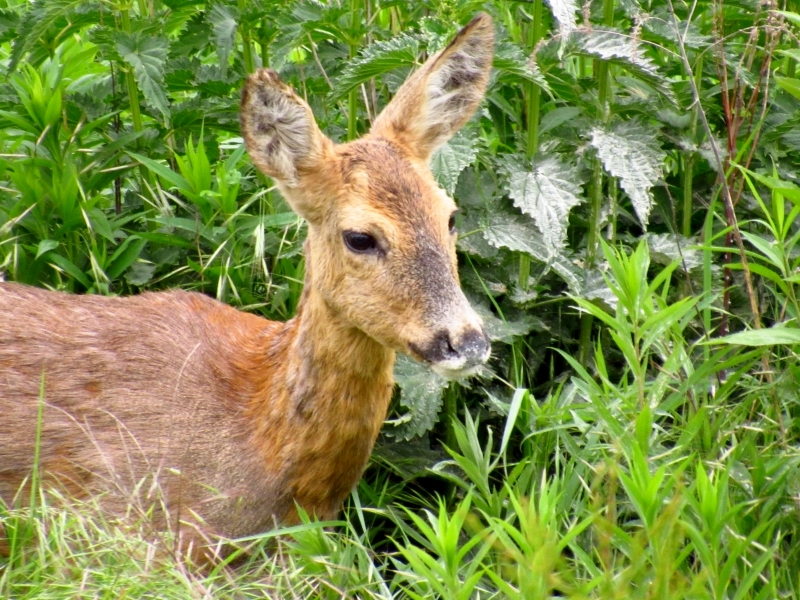 sarna europejska