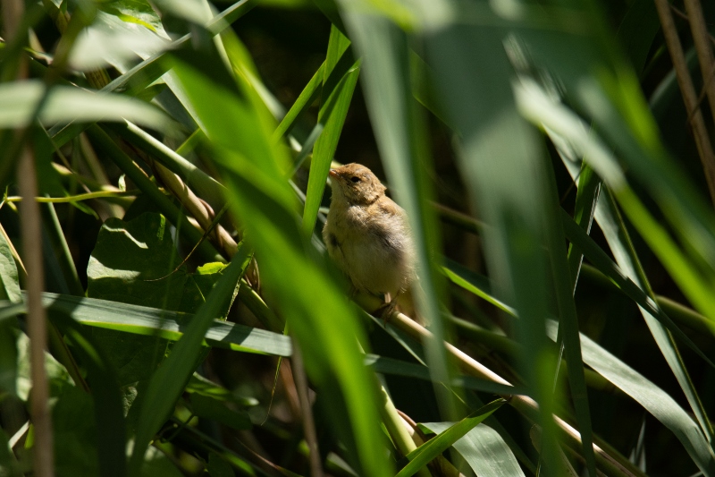 20200707-13 (800x533)