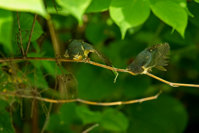 20200707-57 (800x533)