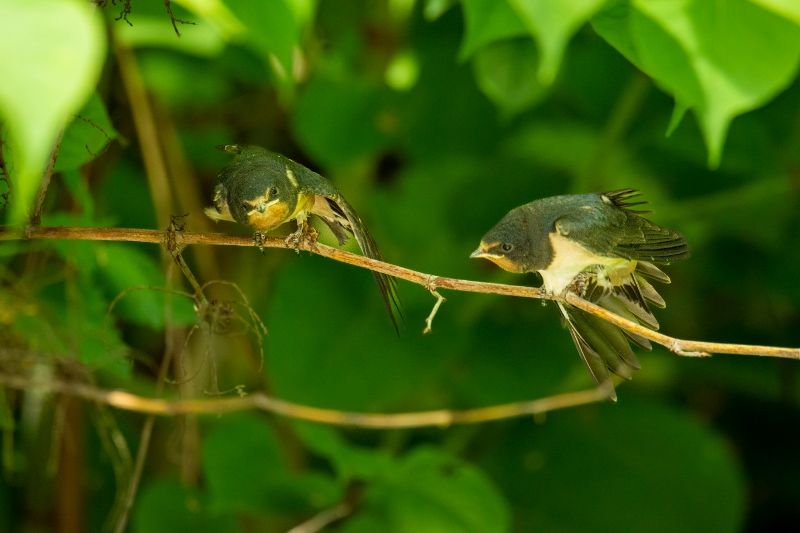 20200707-58 (800x533)