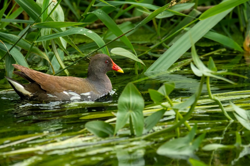 20200707-65 (800x533)