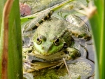 żaba