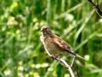 makolągwa ♀