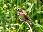 makolągwa ♀