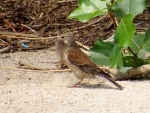 makolągwa ♀