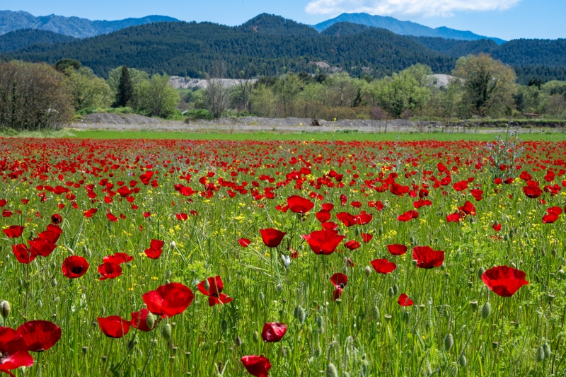 20260424 1 (800x533)