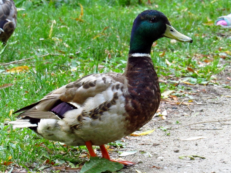 krzyżówka