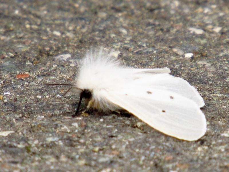 misiówka gołotka ♀