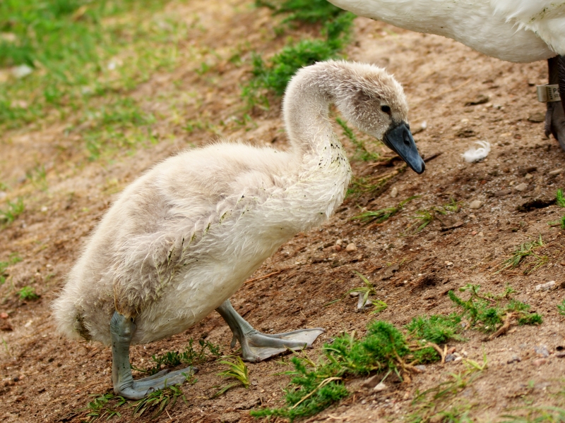 łabędź niemy