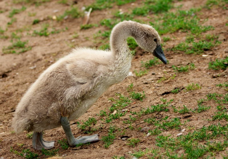 łabędź niemy