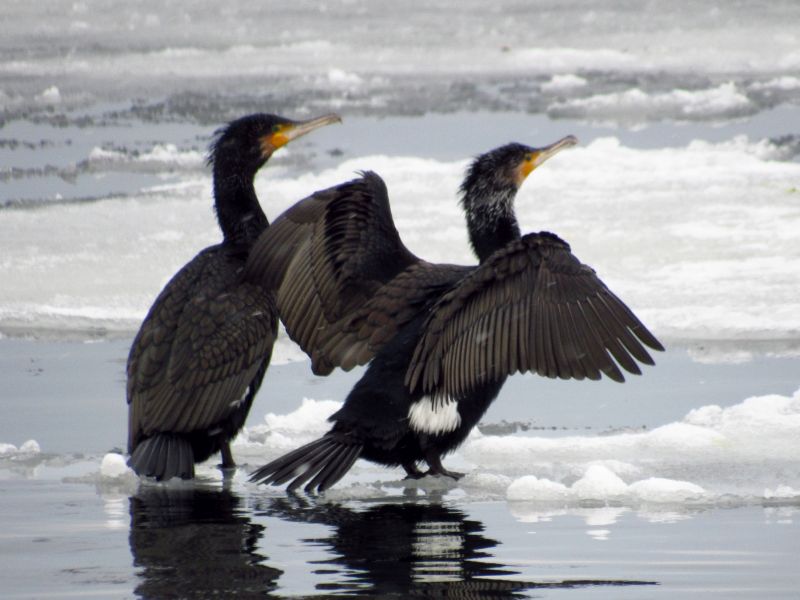 kormoran