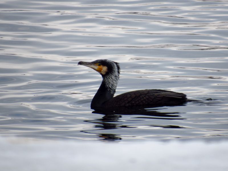 kormoran