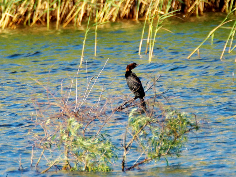 kormoran mały