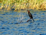 kormoran mały