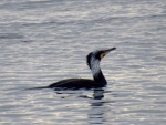 kormoran