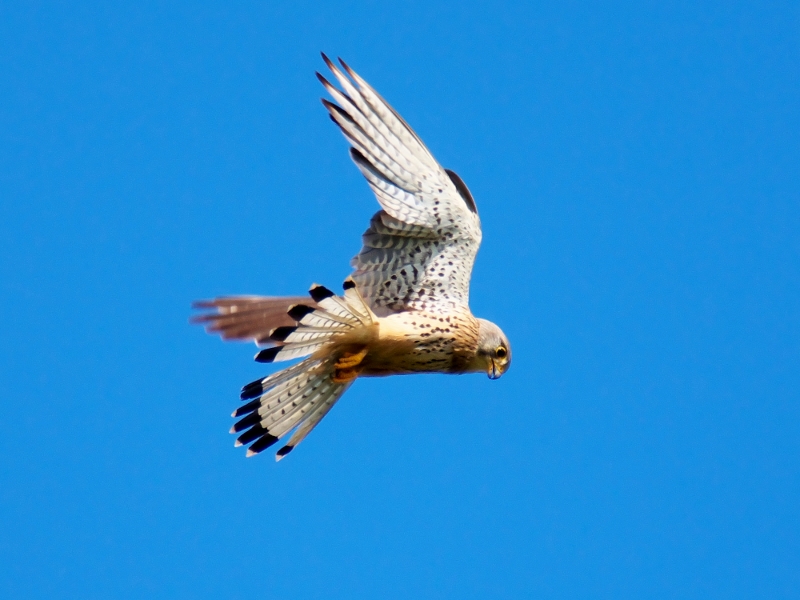 pustułka ♀