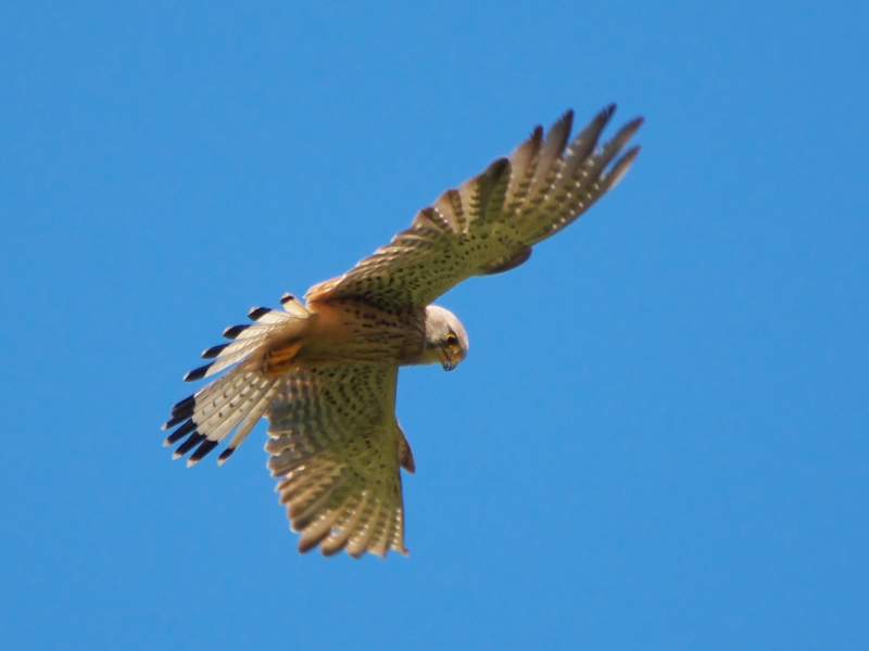 pustułka ♀