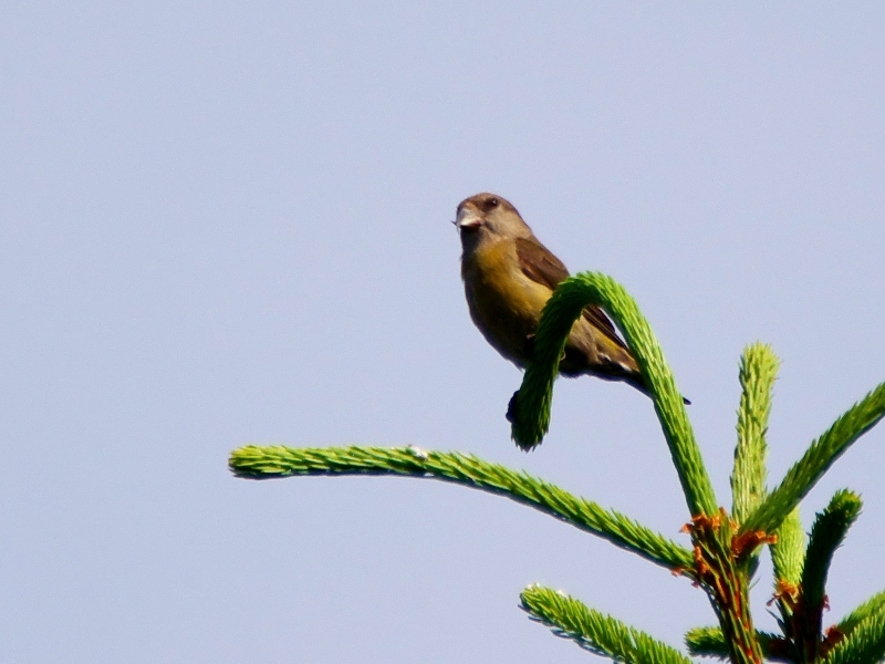 krzyżodziób świerkowy ♀