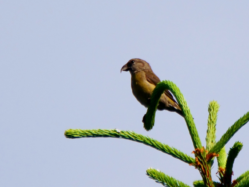 krzyżodziób świerkowy ♀