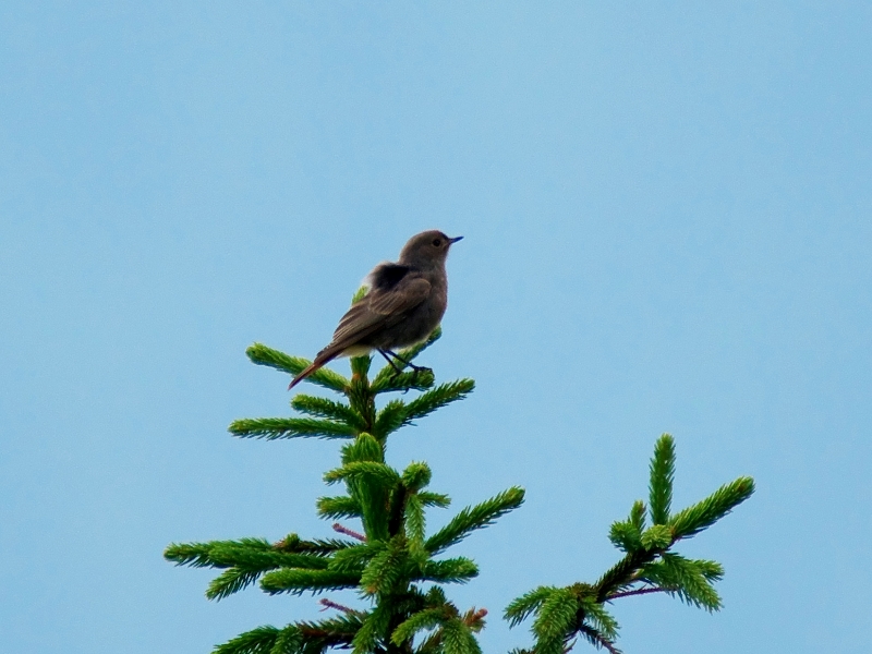 kopciuszek ♀