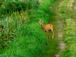 sarna europejska ♂