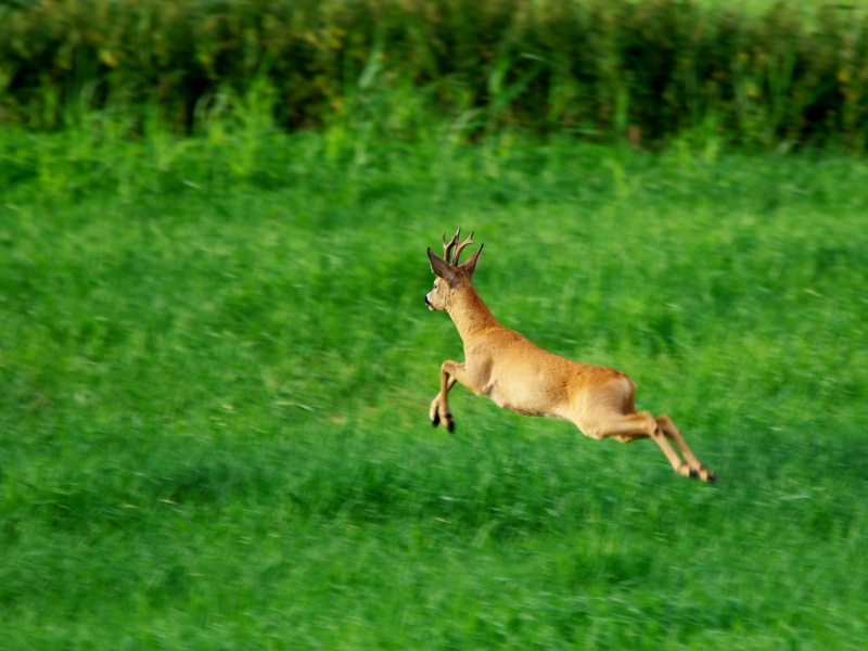 sarna europejska ♂